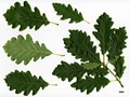 SpeciesSub: subsp. iberica SpeciesSub: subsp. iberica